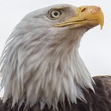 13SB1342 Bald Eagle Portrait